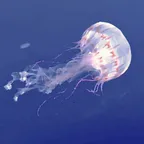 intnのプロフィール画像